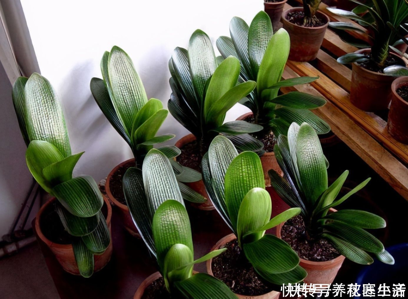 爆盆|阳台养君子兰，四季学会“巧浇水”，叶子绿油油，冬季开爆盆