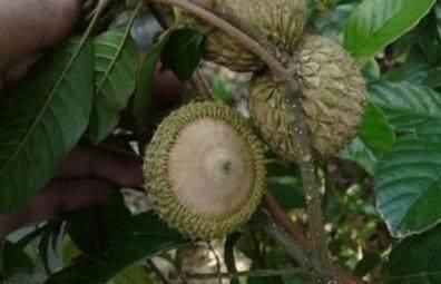 农村罕见的三种野果，小时候天天吃，你吃过几种？