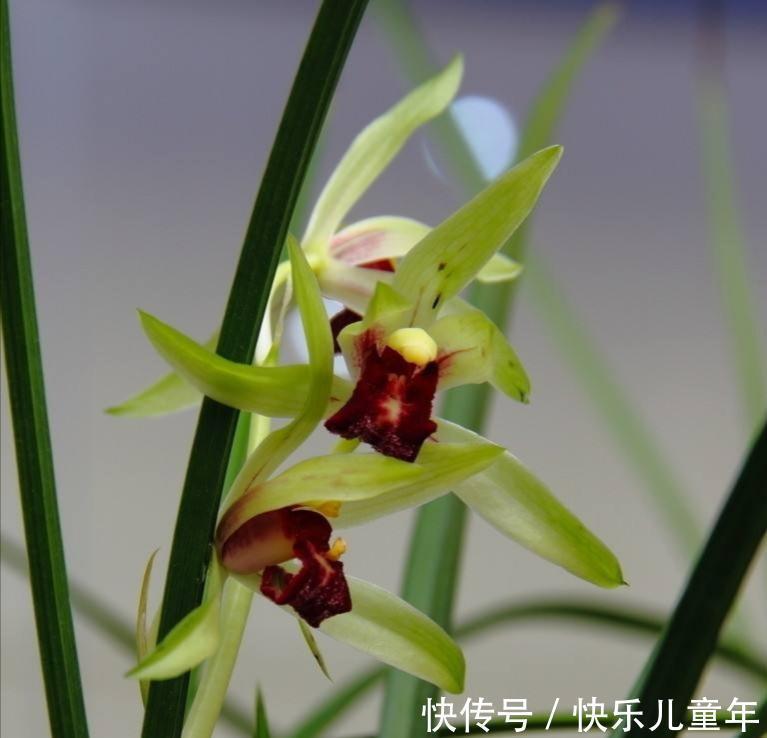 植料|要想兰花来年开花，赶紧此样做，不然就来不及了