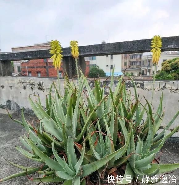 施肥|10年芦荟老桩,做成盆景超级好看,观赏价值特别高