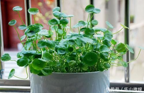 过路黄|此款花卉被称为“开花机器”，花姿卓越，花朵美艳又迷人，美