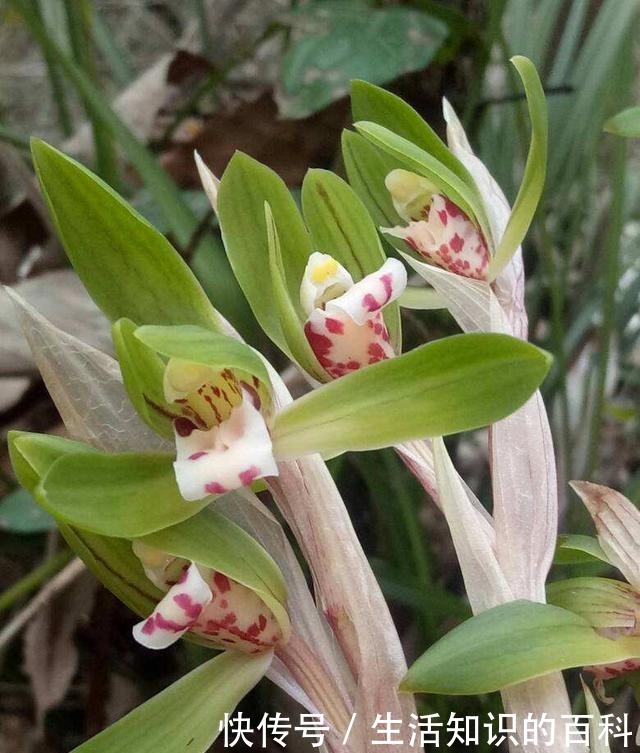 古代人都爱养的“4种花”，特上档次，家里养一盆，富贵满堂！