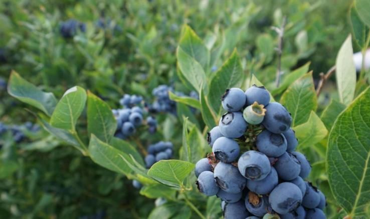 黄桃|这六种食物排毒养颜还提高免疫力,经常吃这些好处不请自来!