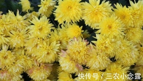 盆栽|盆栽菊花种植技巧?
