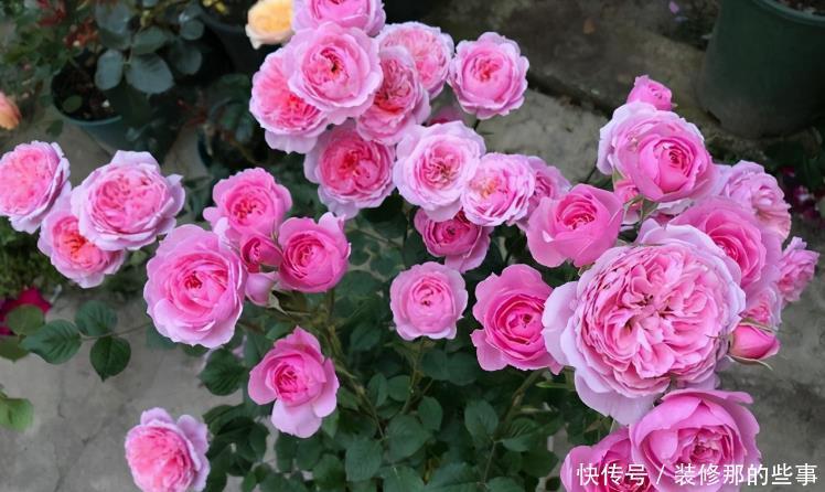 废油|月季、君子兰、茉莉，这3样花超爱吃油，用好了呼呼长不停