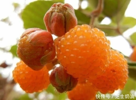 路边见到此“金果”,顺手摘回家,对健康有好处,来了解下