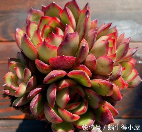 群生|安徽大妈养一多肉可真美,长成群生手捧花,叶子自带红边边