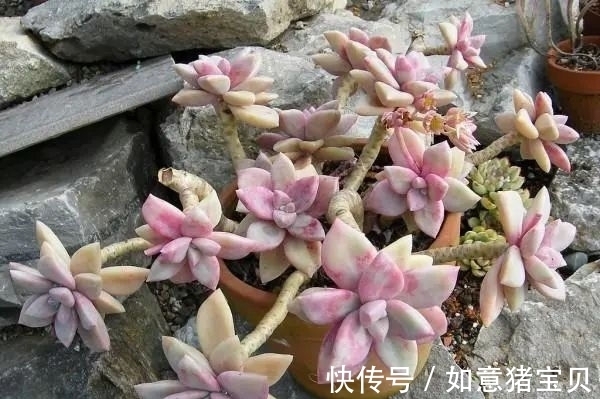 3种多肉很好养,被花友称“热不死”,太阳一晒就“很美”