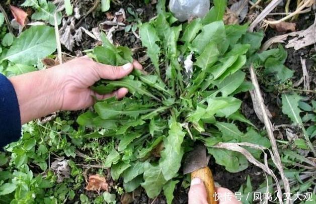 脾胃虚寒_【脾胃虚寒相关的图片和文章】( 1 )_草丁网