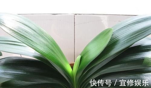 君子兰|君子兰不开花?2种废料埋盆里,花箭蹭蹭冒,开花2个月