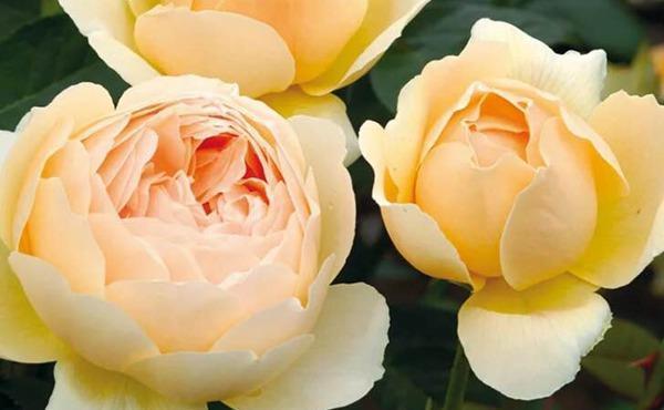 朱迪|养花试试这几款,大碗形的花又圆又满,色彩迷人