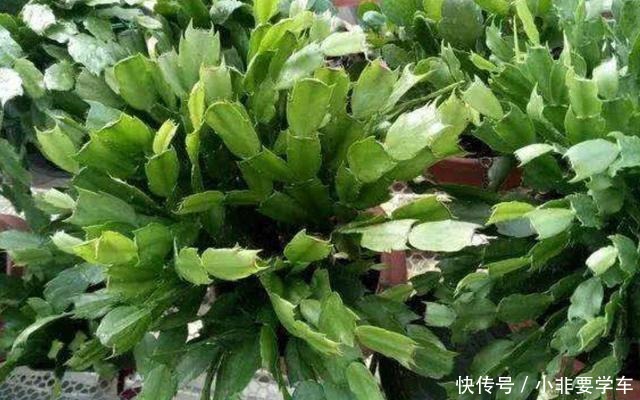 蟹爪兰长寿花，夏季休眠期这样养，度夏容易，秋凉又开花！