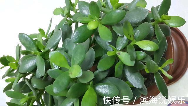 都爱把玉树养成“老桩”,这“3招”不能错过,家里天天生机勃勃