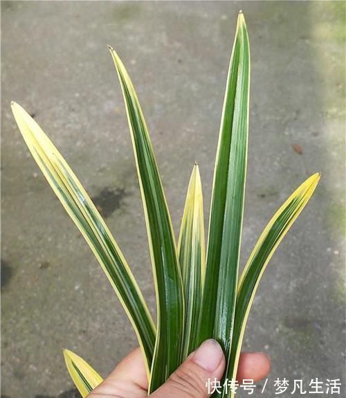 这款兰花“国色天香”,花大色艳,金边线艺明显,每年能开花数次