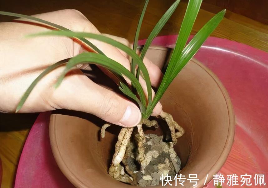 栽种|兰花上盆，5个窍门细节做足，根系深，花箭窜，兰花多又香