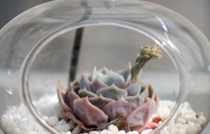 新买回来的多肉怎么种植,多肉养殖技巧