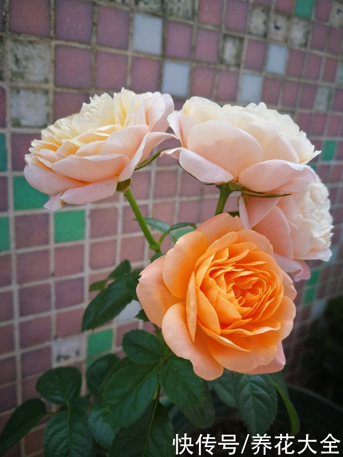 芍药|要想繁殖这3种花，不建议买种子，种出来也不是想要的样子