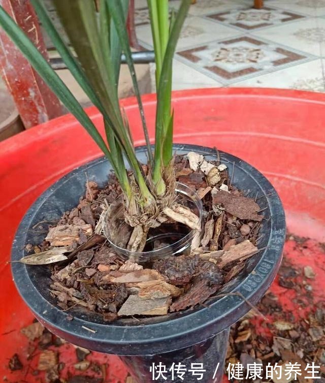 兰花上盆，矿泉水瓶做套筒，兰花长得更好！