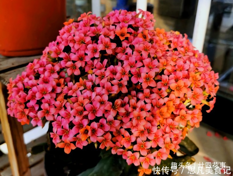 天竺葵|6种花，长高就“变丑”，株型低矮才“漂亮”，要舍得剪！