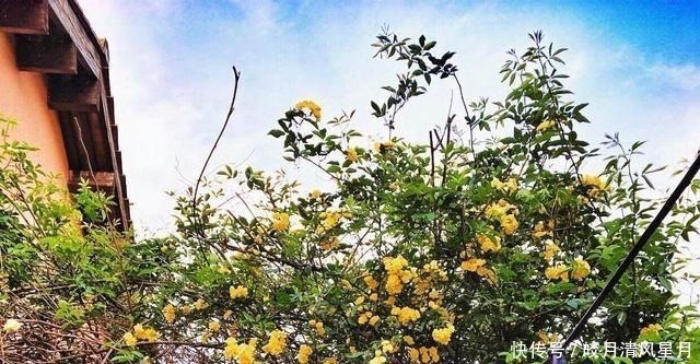 红花|全株有毒却成“网红花”,商家告诉你它多漂亮,却不说毒性有多强