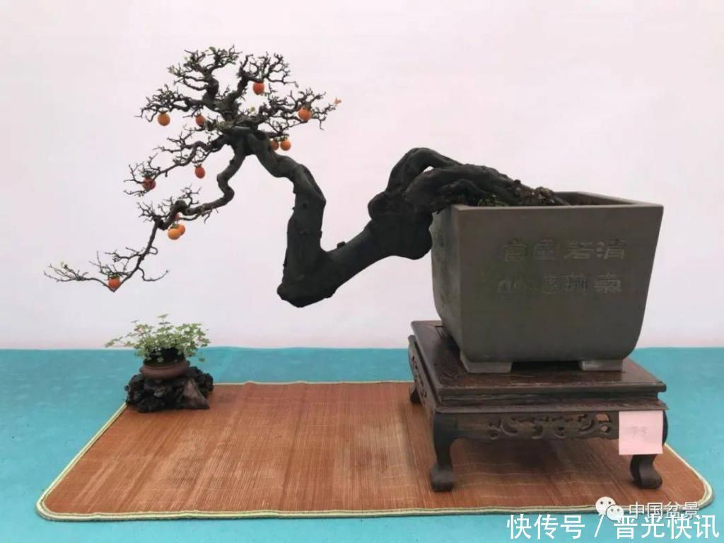 这两种盆景能当传家宝,被爱好者当“心头肉”