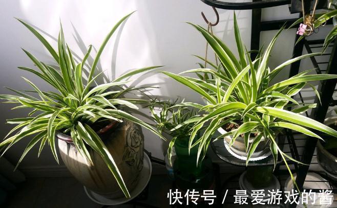 这7种绿植是空气净化小能手，很适合养在室内，美观又增氧