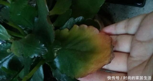 长寿花的叶子发软下垂,可以用这些技巧轻松解决!