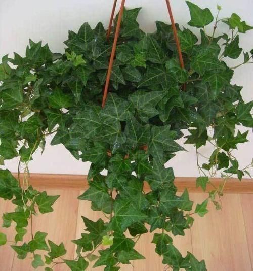 常春藤|这“5种”花越阴凉长得越旺,摆在房内净化空气,身体越来越健康