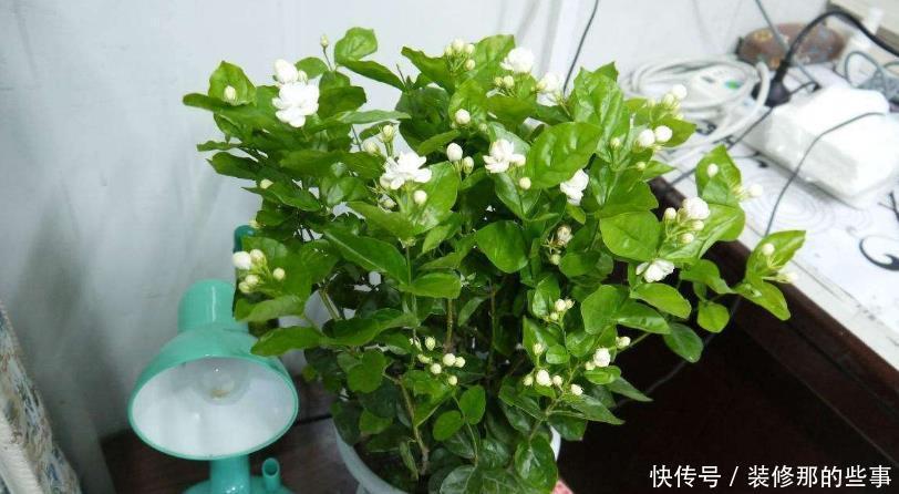 废油|月季、君子兰、茉莉,这3样花超爱吃油,用好了呼呼长不停