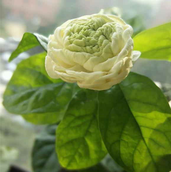 养茉莉其实很简单,只要迎着喜好走,花开满室香!