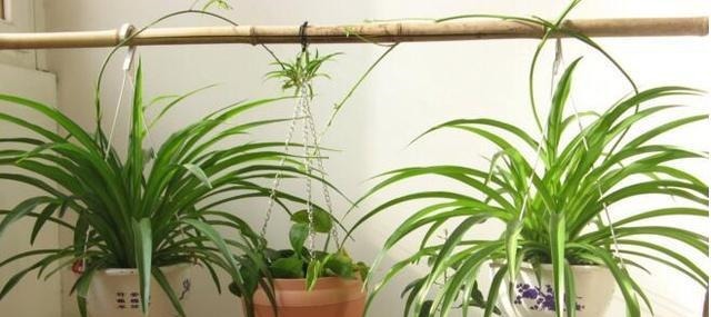 李大姐养吊兰，专用“土法”养，养出“白玉”根，叶还宽！