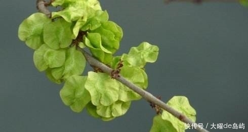 通脉|农村这些野菜中，降低血糖，补肝肾，温经通脉，食疗功效高。