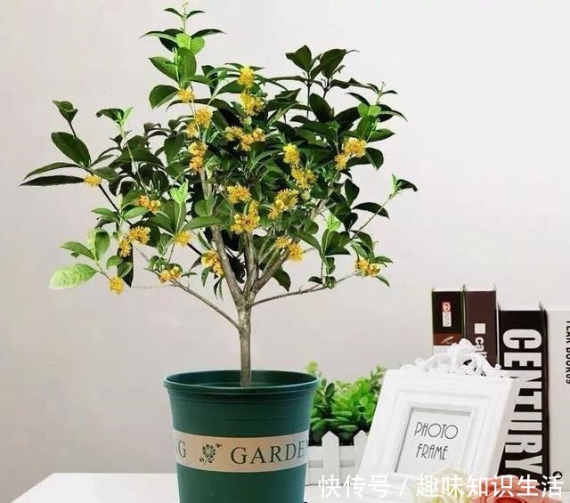 肥沃|人养花、花也养人,医生喜欢养的八种花,家里养一盆,清雅又健康!