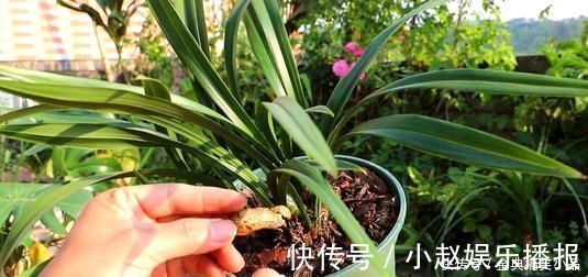 什么淘米水、黄豆水都不如它,用来养兰花,新叶侧芽一起长