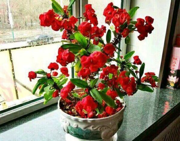 几种花自带财运,好养易活不招虫,能吸甲醛净化空气,幸福满满