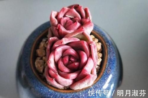 多肉阳台党终于放弃了蒂亚,因为遇见了篝火,颜色火红皮实好养