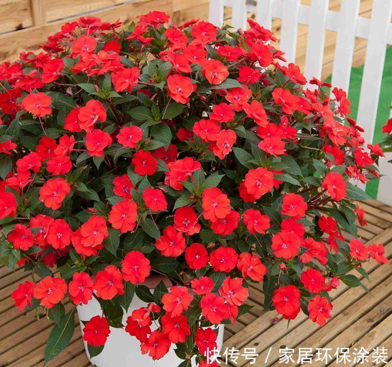 超耐热的盆栽花 花期达半年 盛夏花最美 观叶又赏花 值得拥有 粉紫色 超耐热的盆栽花 花期达半年 盛夏花最美 观叶又赏花 值得拥有 粉紫色