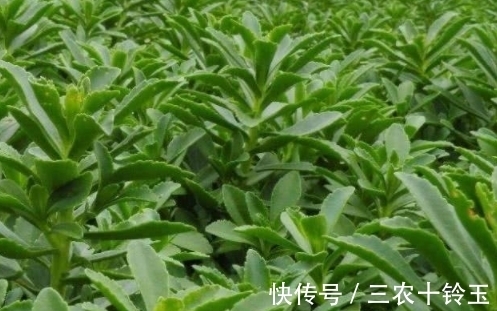 野草|农村常用来喂牲畜的野草,外表虽平淡无奇,其实都是上好的野菜