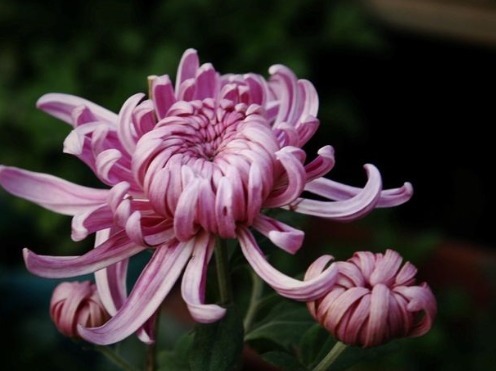 家养4种花,花朵大如拳、花量多“3倍”,一开就成“大花盆”