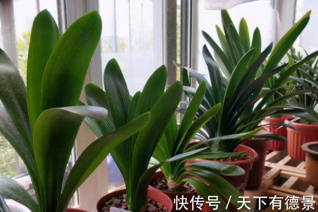 浇水|新买花卉有“5大忌”,买到以后别盲目,掌握技巧才能把它养好