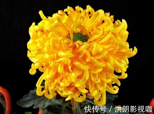 新手养花,不如养盆花中精品“泥金拘砂”,高贵典雅,花香四溢