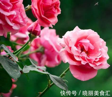 养花试试这几款,花叶聚美,伴随着清风还能闻到淡淡的花香