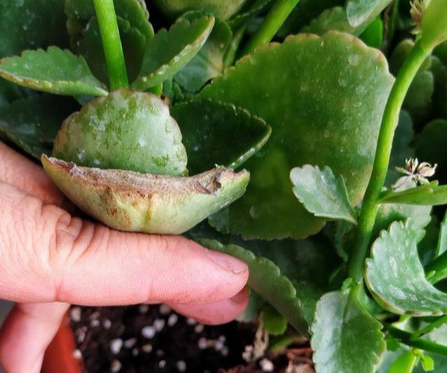 叶片|长寿花“半死不活”僵一年3点大营救,浇点促花肥,花苞挤满盆