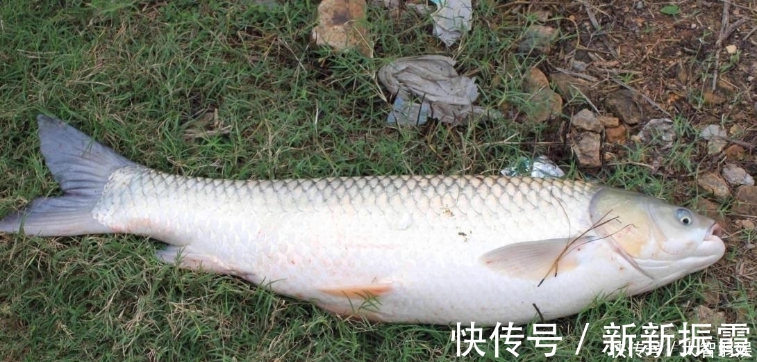 渔课堂|调多大钩距,才能更快地钓“双飞”?数据在此,记住的可以去试试