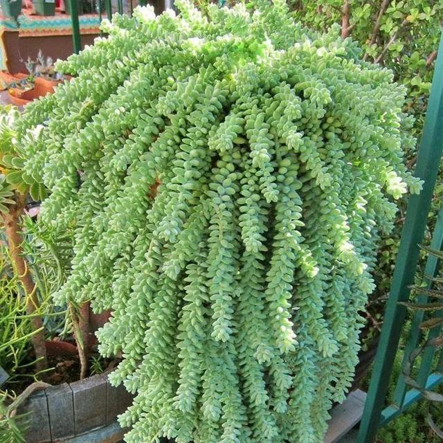 5种“多肉”能从花盆里“流出来”，养在院子里不管“就爆盆”