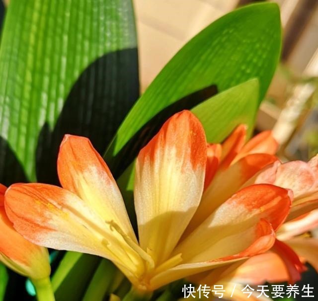 教你自制“氮磷钾肥”,君子兰最爱吃,30天喂一次,长势不会差!