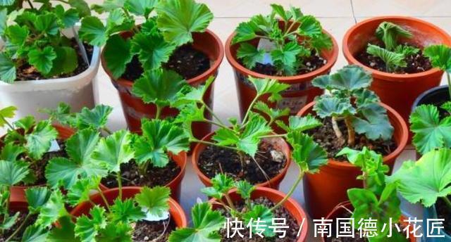 秋天|5种漂亮花,立秋之后快扦插,天凉快,生根快,成活多