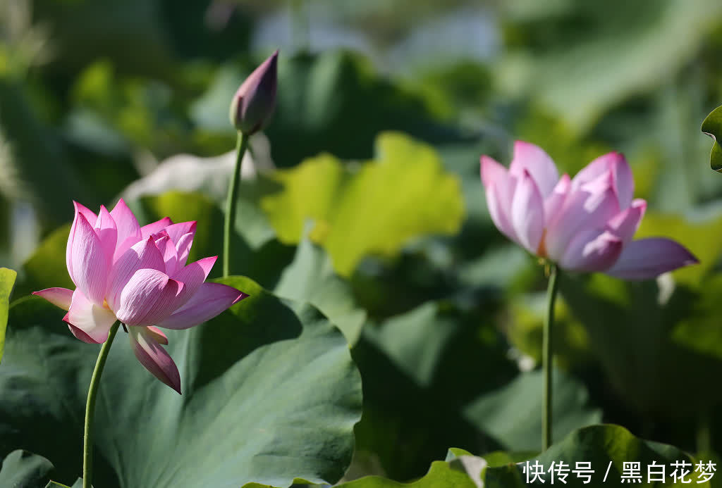 荷花|广西柳州：芒种到 荷花绽放正艳