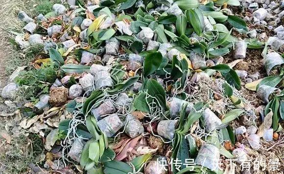 垃圾箱|邻居丢掉的花卉,看着太可惜了,捡回家处理下,照样能养好