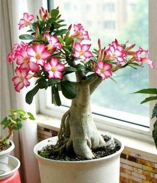 沙漠玫瑰花怎么养护？